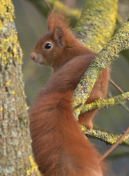 British Wildlife Centre