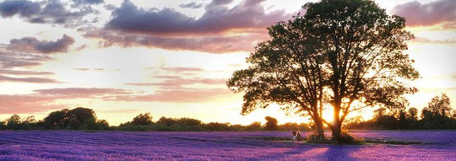 Mayfield Lavender