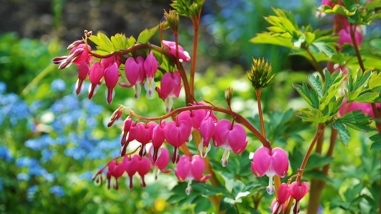 bleeding-heart