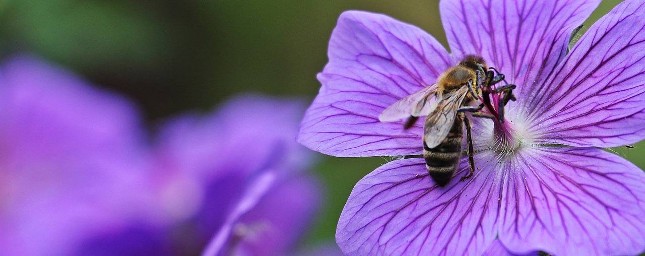 cranesbill