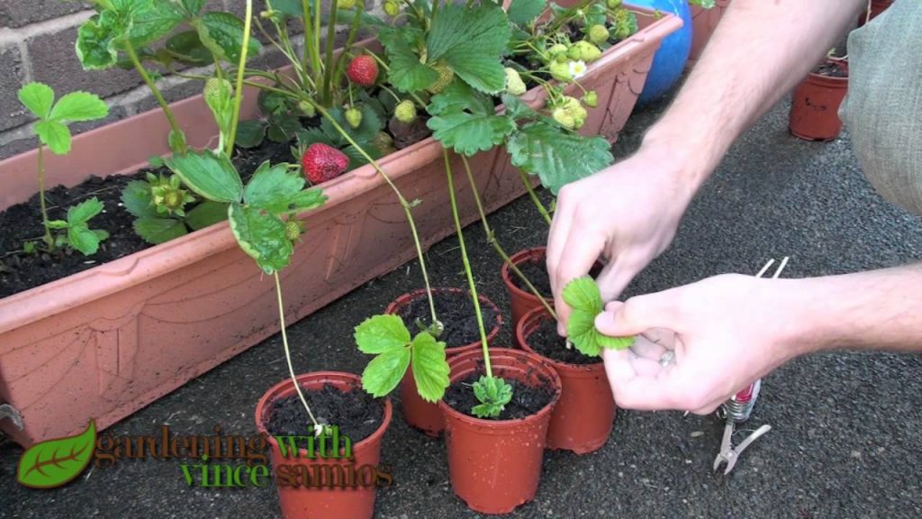 Strawberry runners