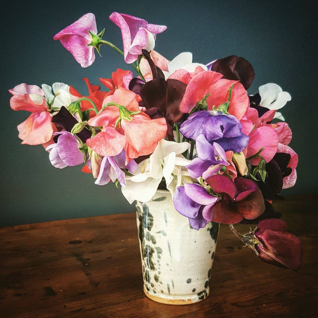 The Girl Who Gardens: Sow Sweet Peas in March for Summer Colour and Scent