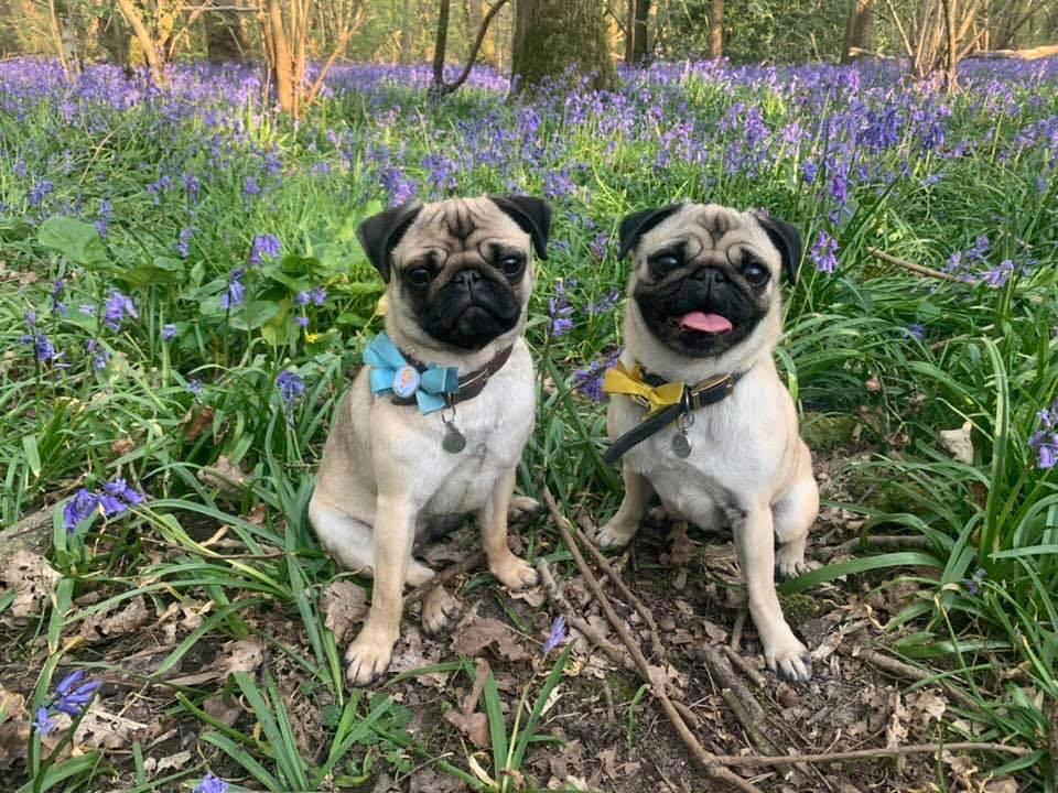 Bluebell Walks in Sussex & Surrey