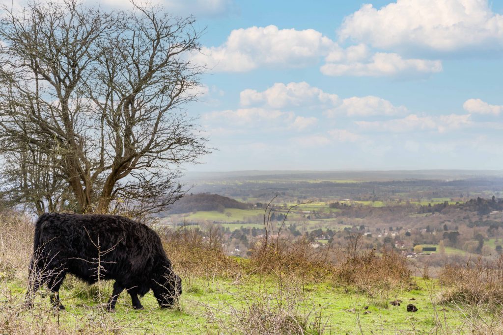 Introducing Clears Farm Cottages & Life In Reigate