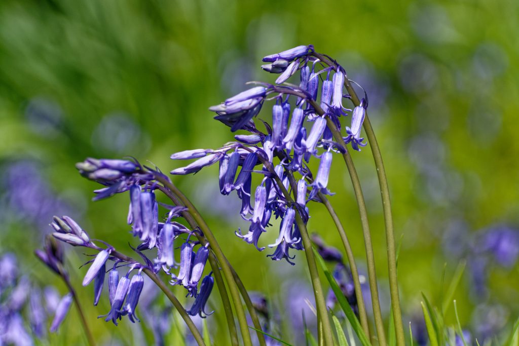 The Best Bluebell Walks in Surrey & Sussex