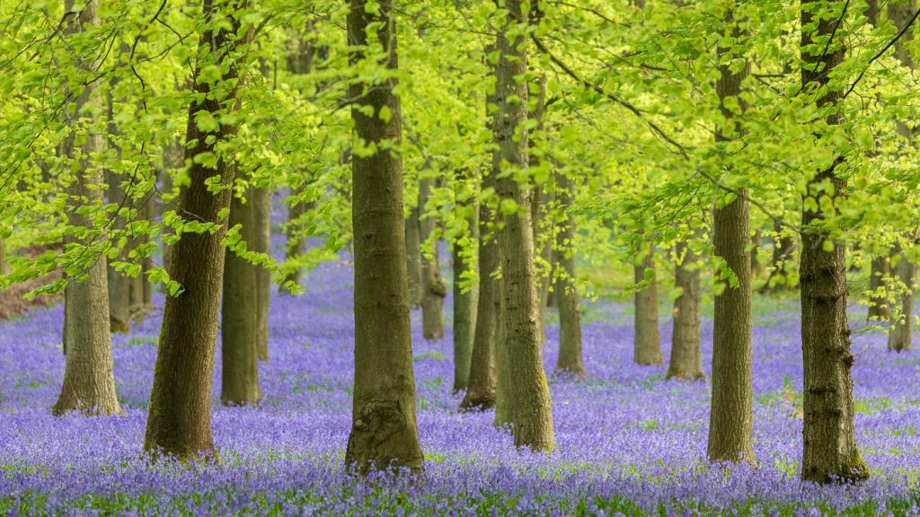 Bluebell Walks in Surrey & Sussex